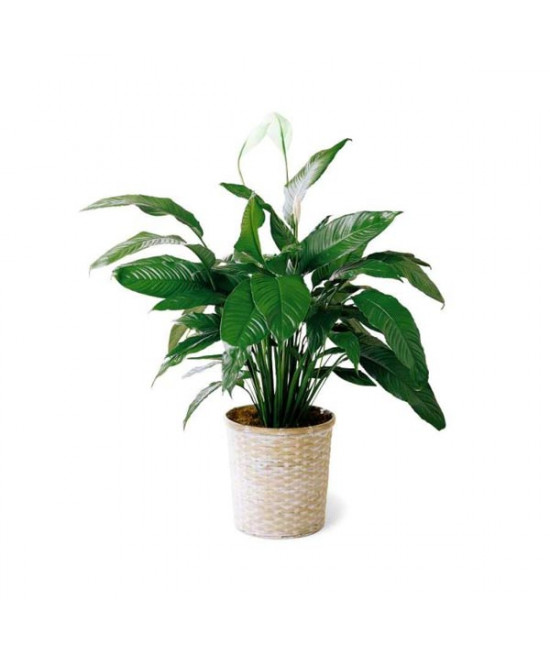 Le spathiphyllum